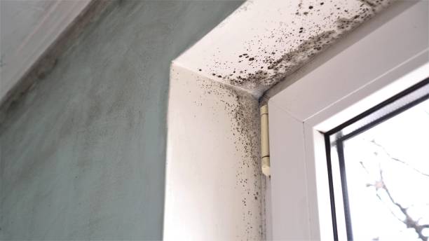 Best Kitchen Mold Remediation in Teague, TX