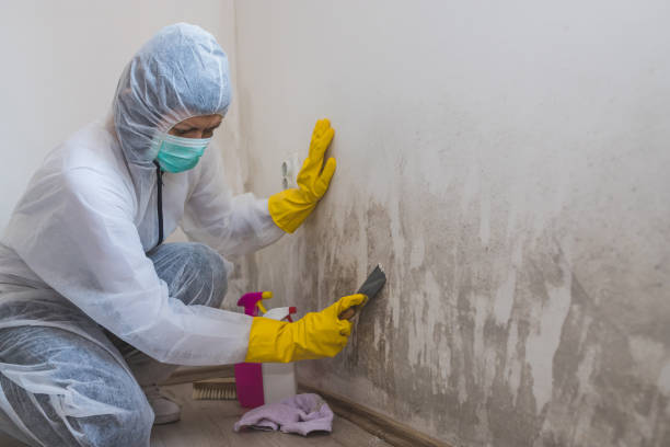 Best Insurance-Related Mold Remediation in Teague, TX