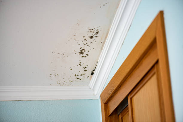 Best Mold Testing and Inspection Services in Teague, TX