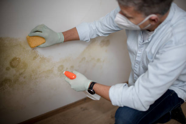 Best Residential Mold Remediation in Teague, TX