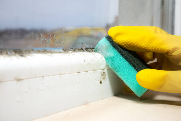 Best Black Mold Remediation in Teague, TX