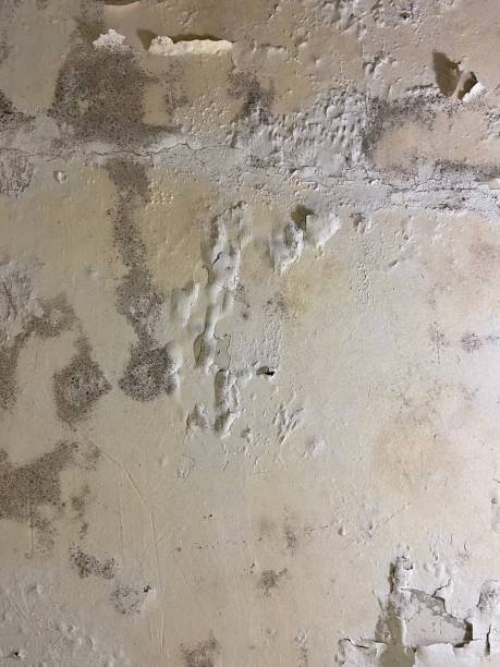 Best Commercial Mold Remediation in Teague, TX
