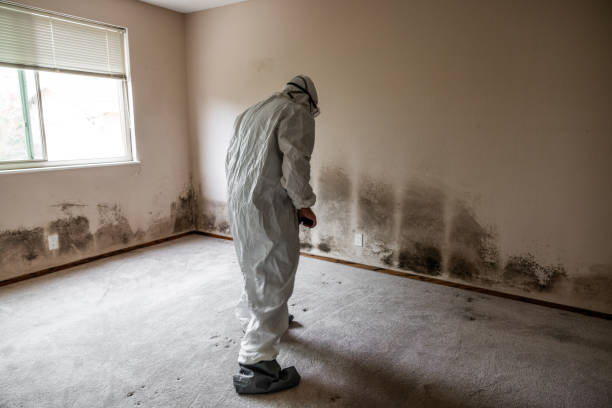 Best Insurance-Related Mold Remediation in Teague, TX