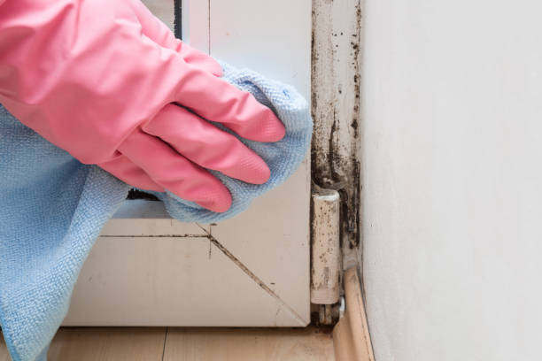 Best DIY Mold Remediation Support Services in Teague, TX