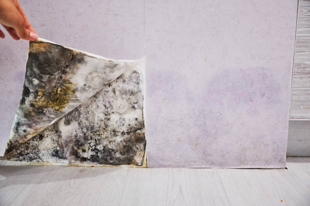 Best Post-Flood Mold Remediation in Teague, TX
